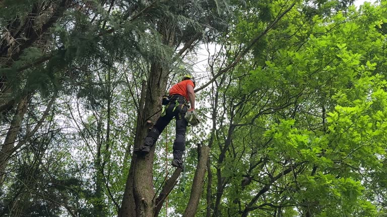 How Our Tree Care Process Works  in Redwood Valley, CA